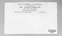 Erysiphe polygoni image